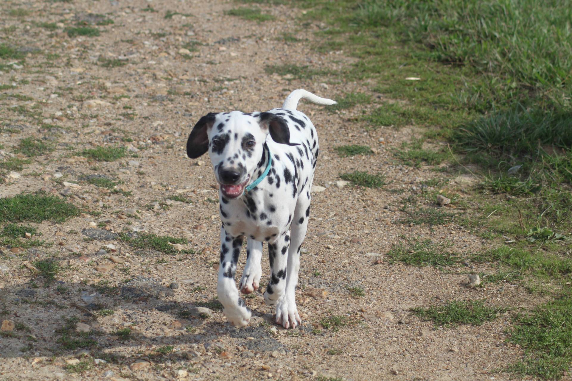 Chiots dalmatien disponibles première