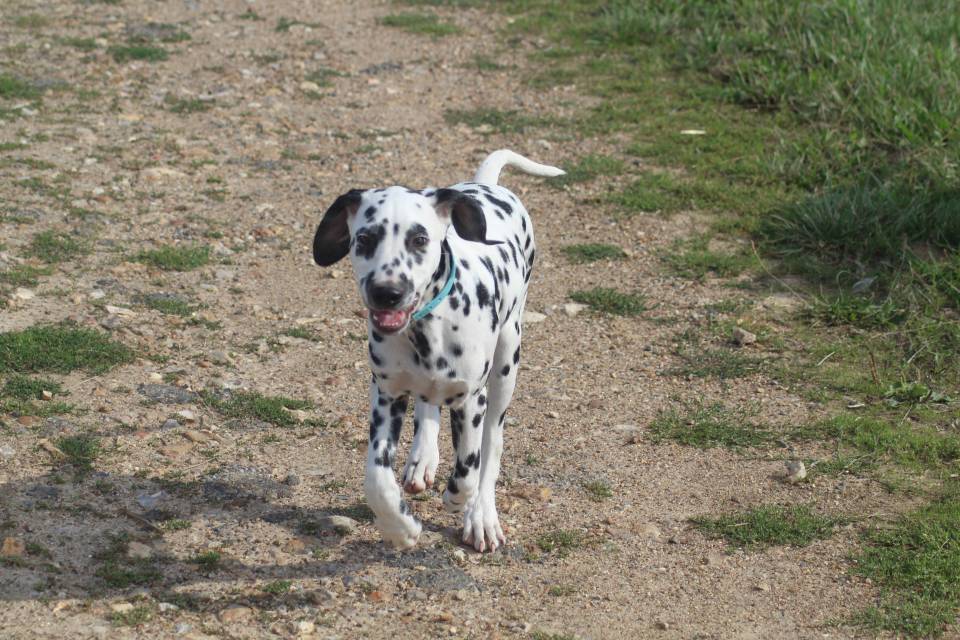 Chiots dalmatien disponibles
