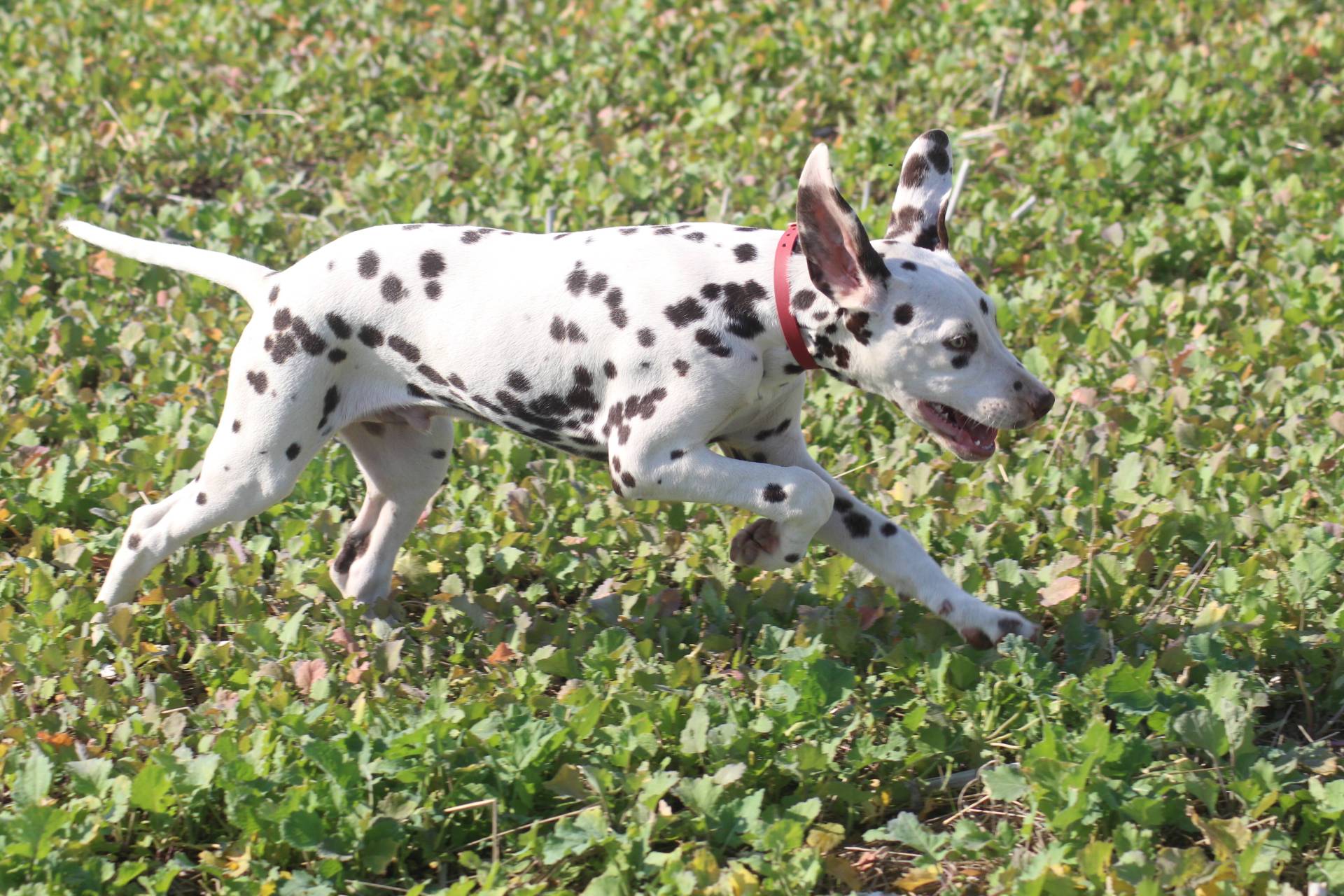 Chiots dalmatien disponibles quatrième