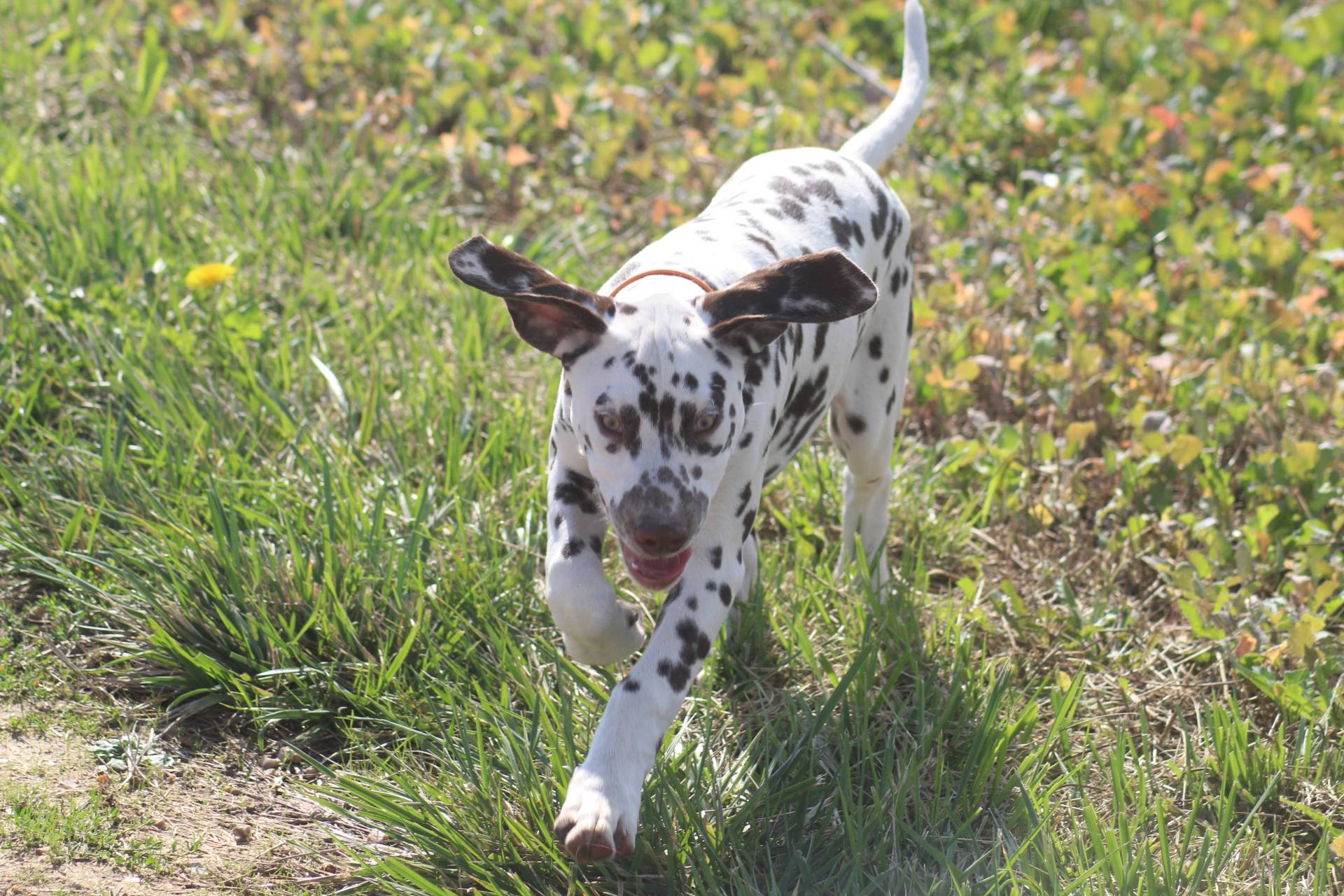 Chiots dalmatien disponibles septième