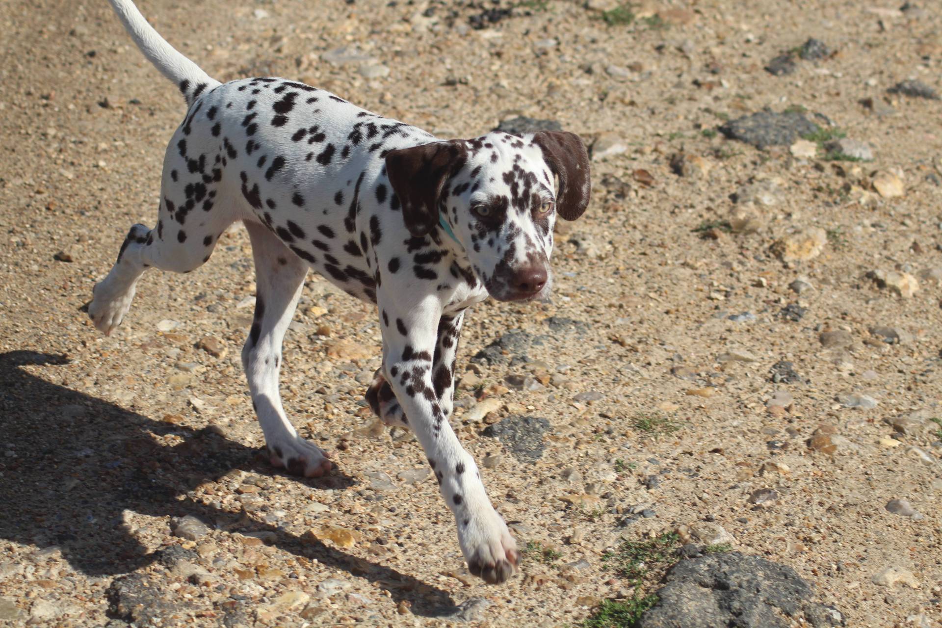 Chiots dalmatien disponibles neuvième