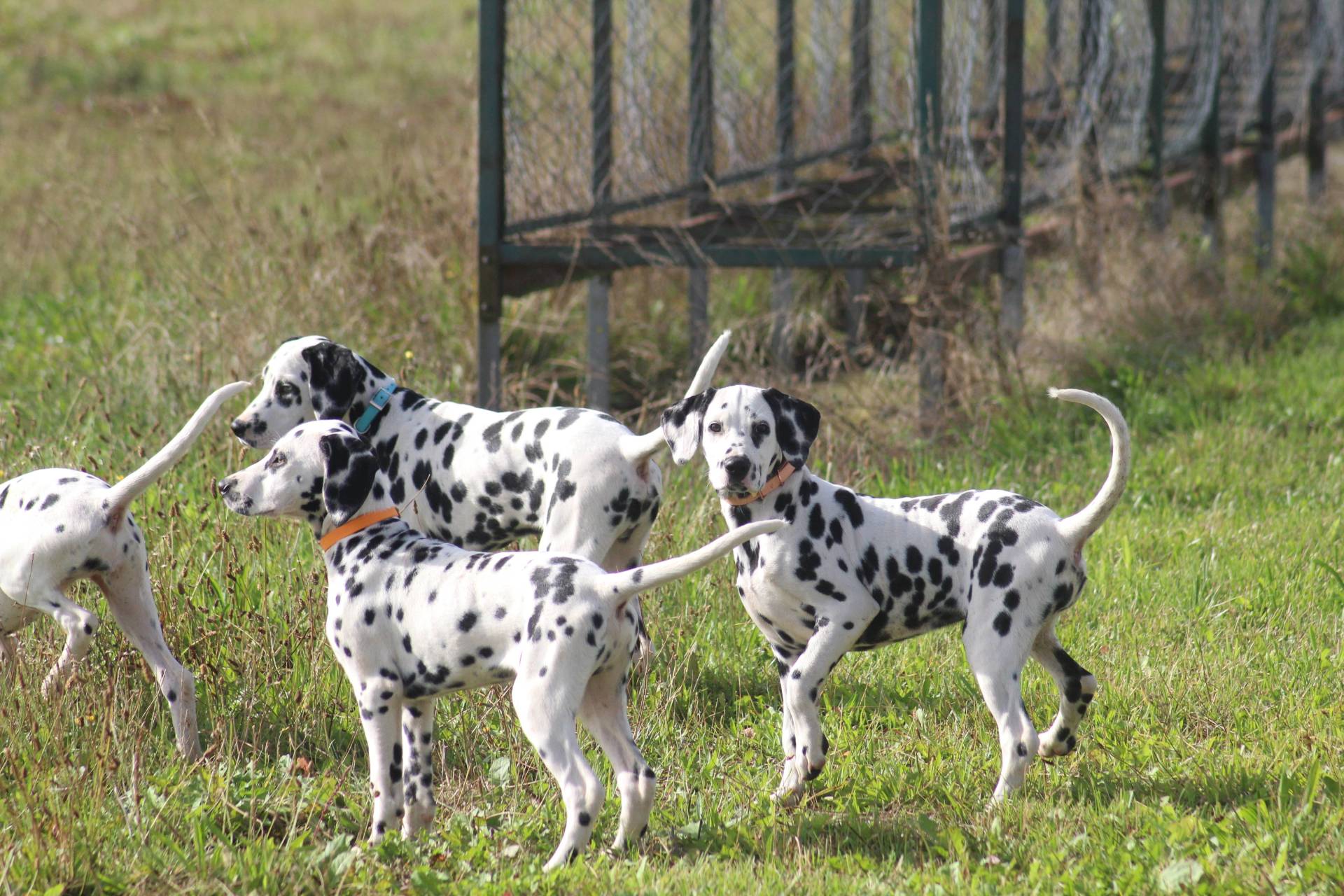 Chiots dalmatien disponibles huitième