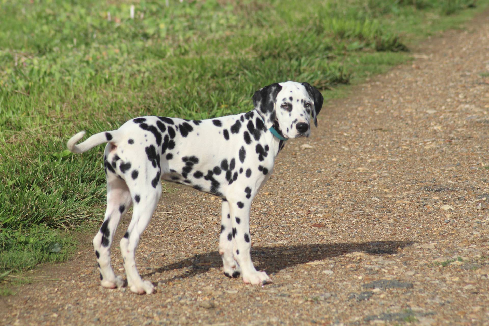 Chiots dalmatien disponibles septième
