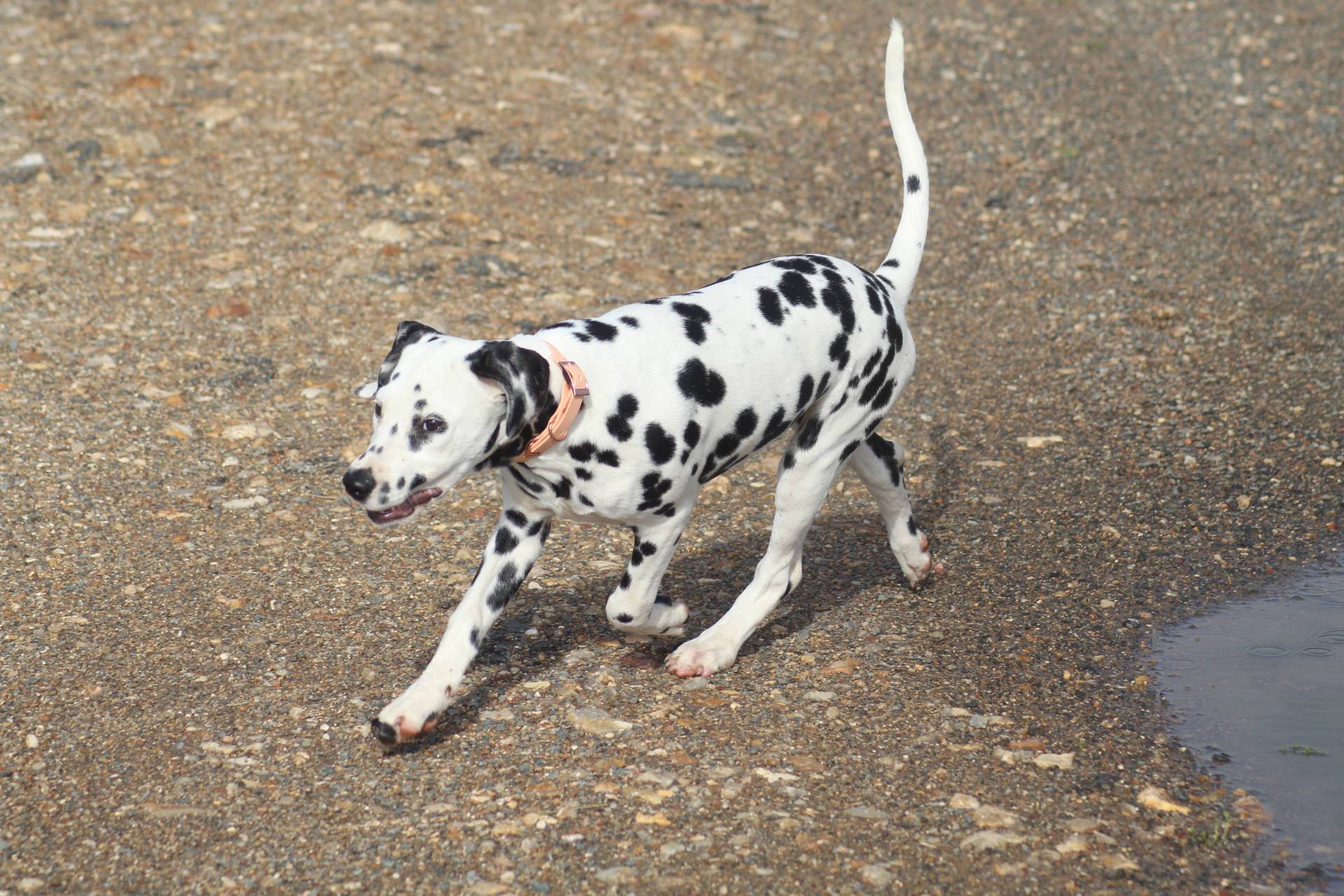 Chiots dalmatien disponibles cinquième