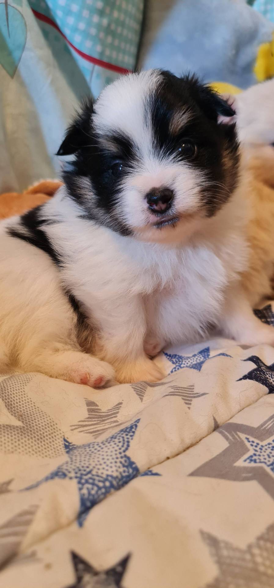 Spitz Allemand Mâles  sixième