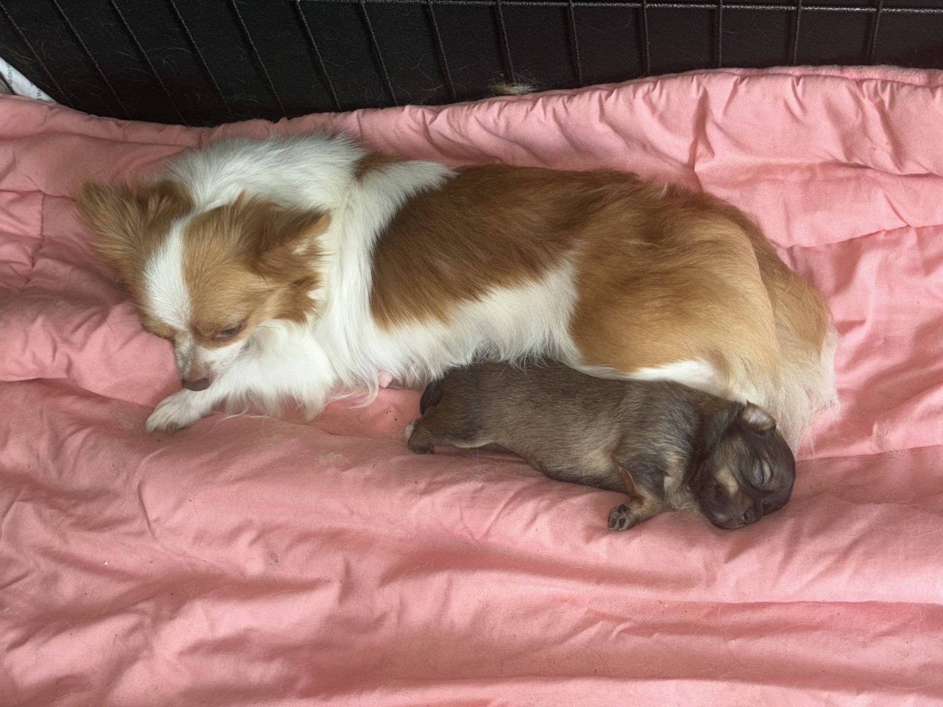 Chiot femelle chihuahua quatrième