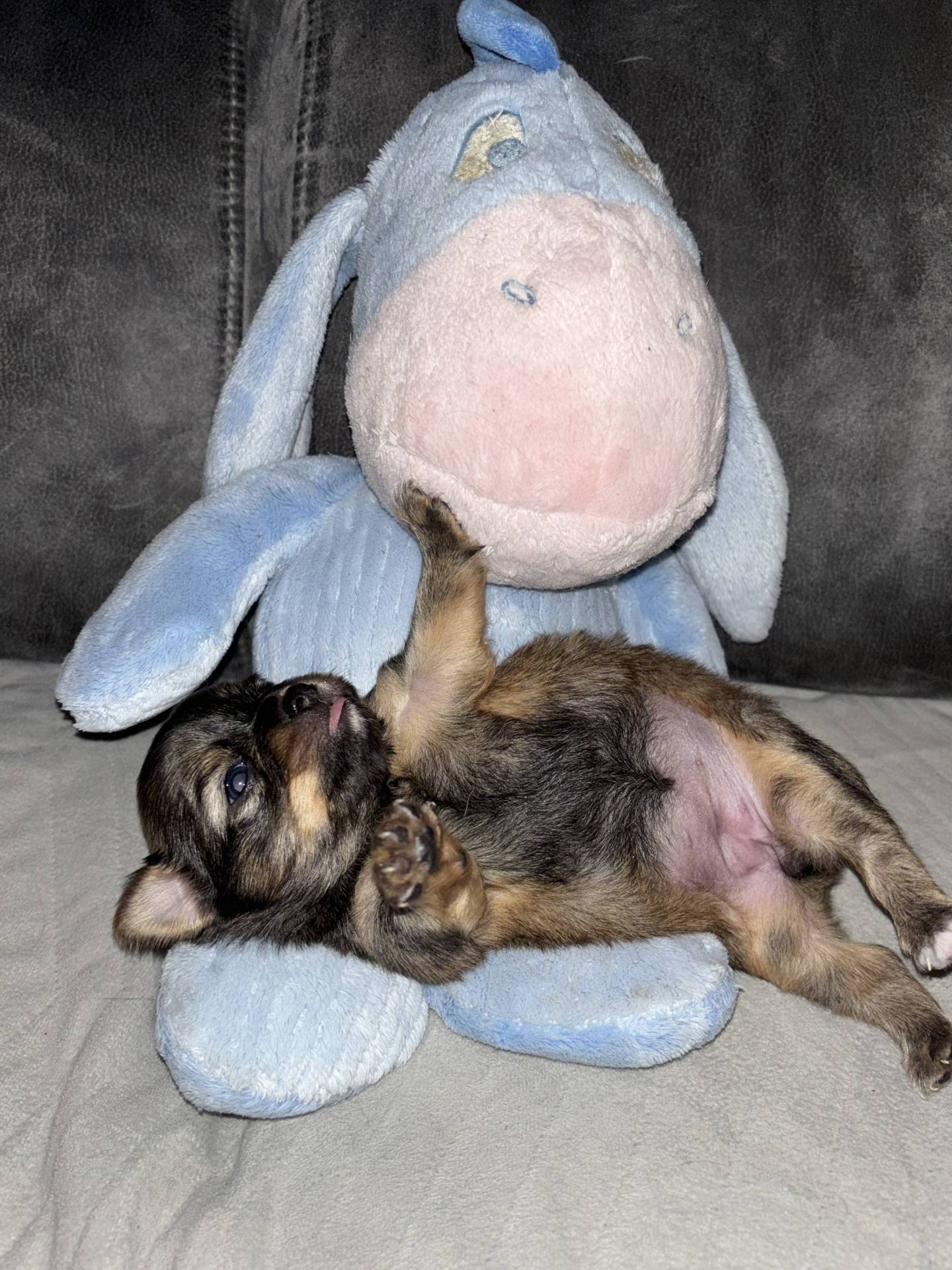 Chiot femelle chihuahua troisième