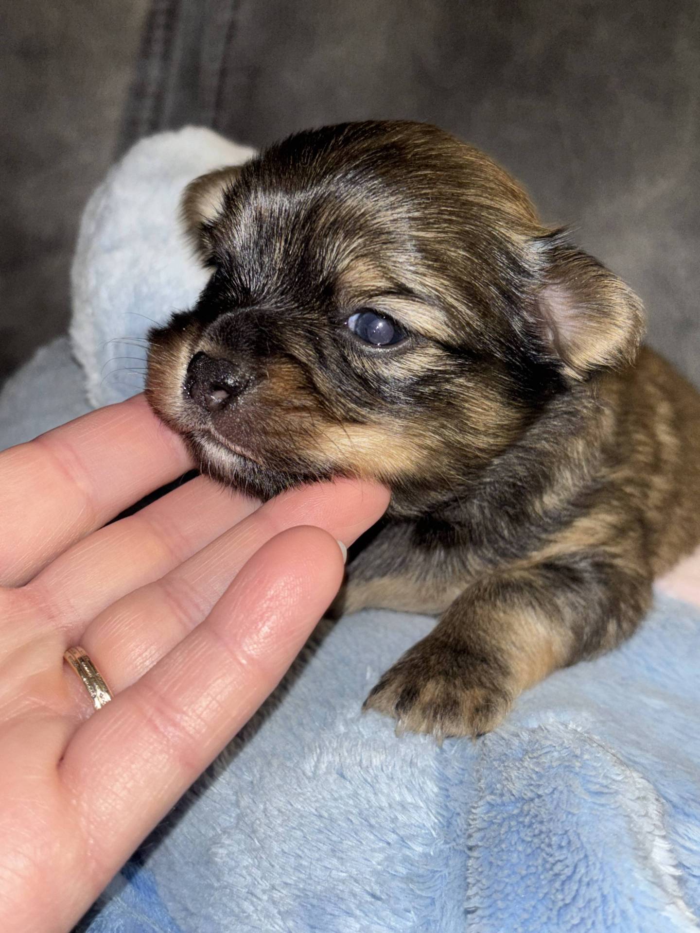 Chiot femelle chihuahua quatrième