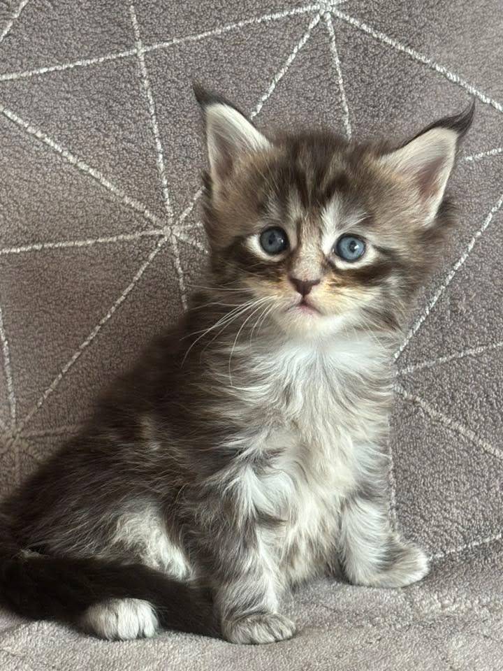 Chaton Maine coon Loof troisième