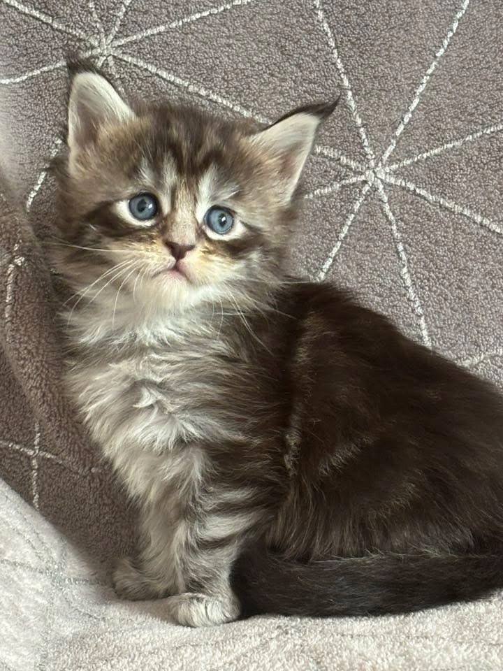 Chaton Maine coon Loof quatrième
