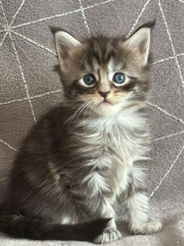 Chaton Maine coon Loof deuxième