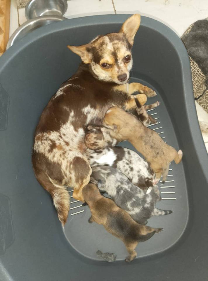 Chihuahua à reserver