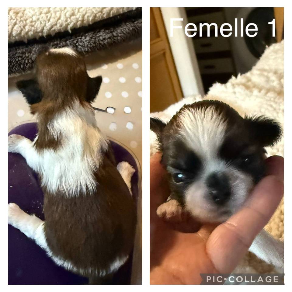 Chiots Shih Tzu au Lof