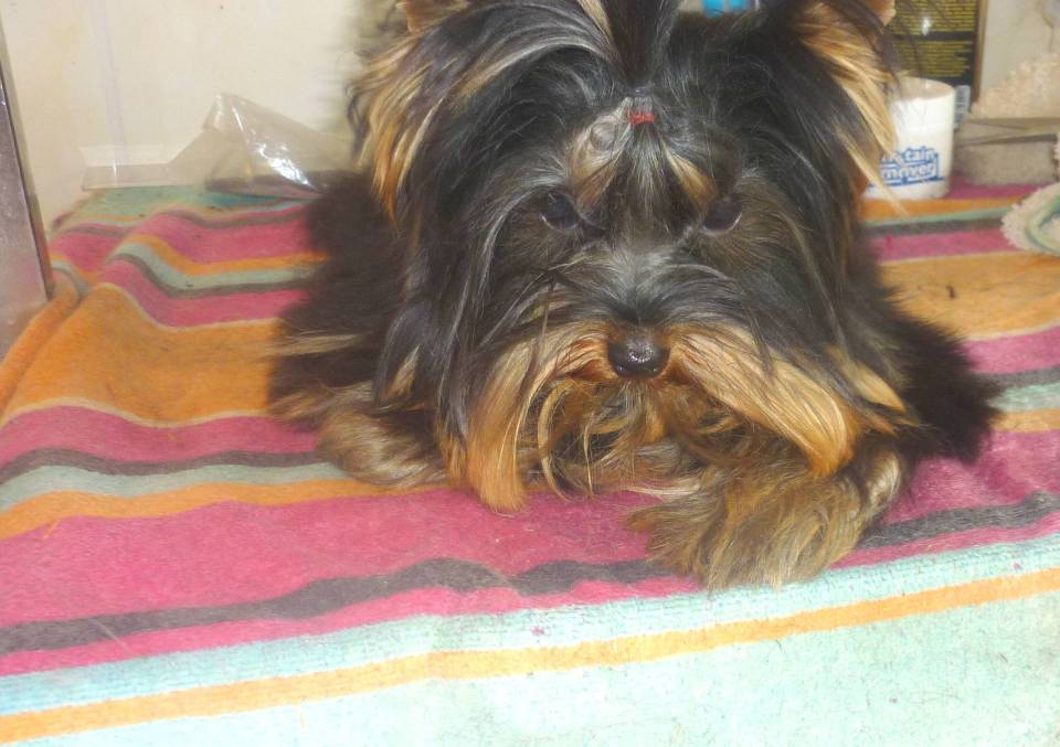 Vends chiot Yorkshire Terrier  Male  