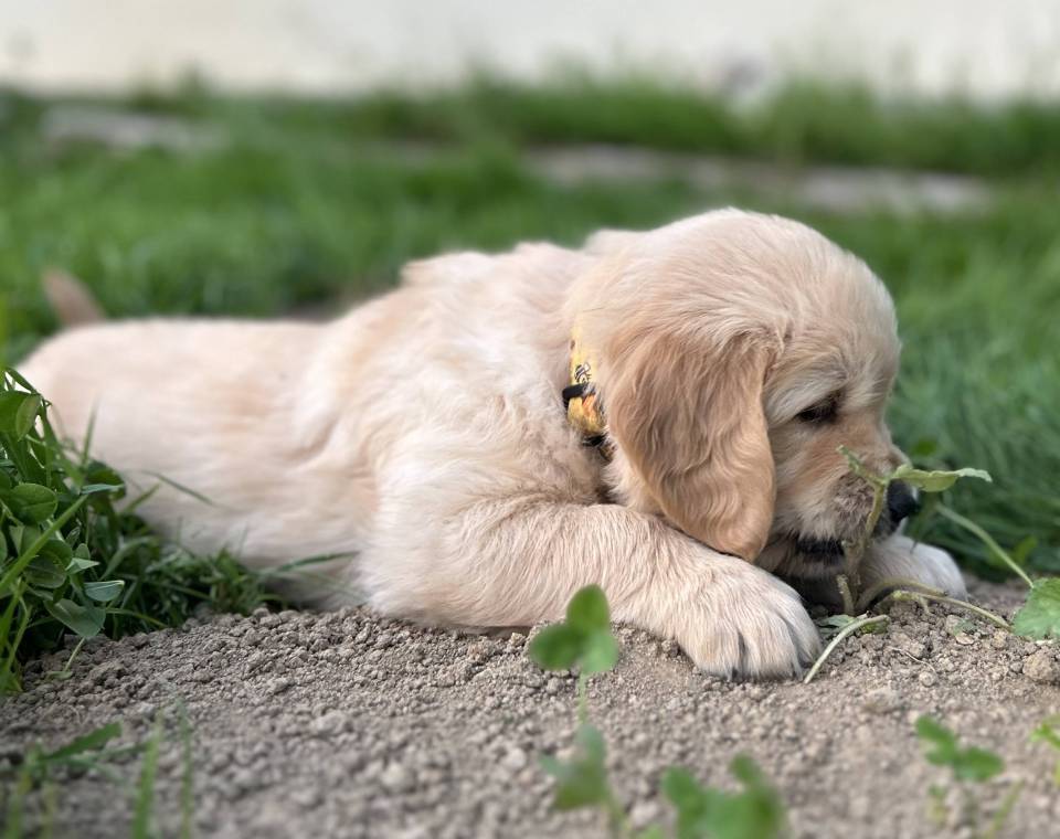 Magnifiques chiots golden Retriever Lof
