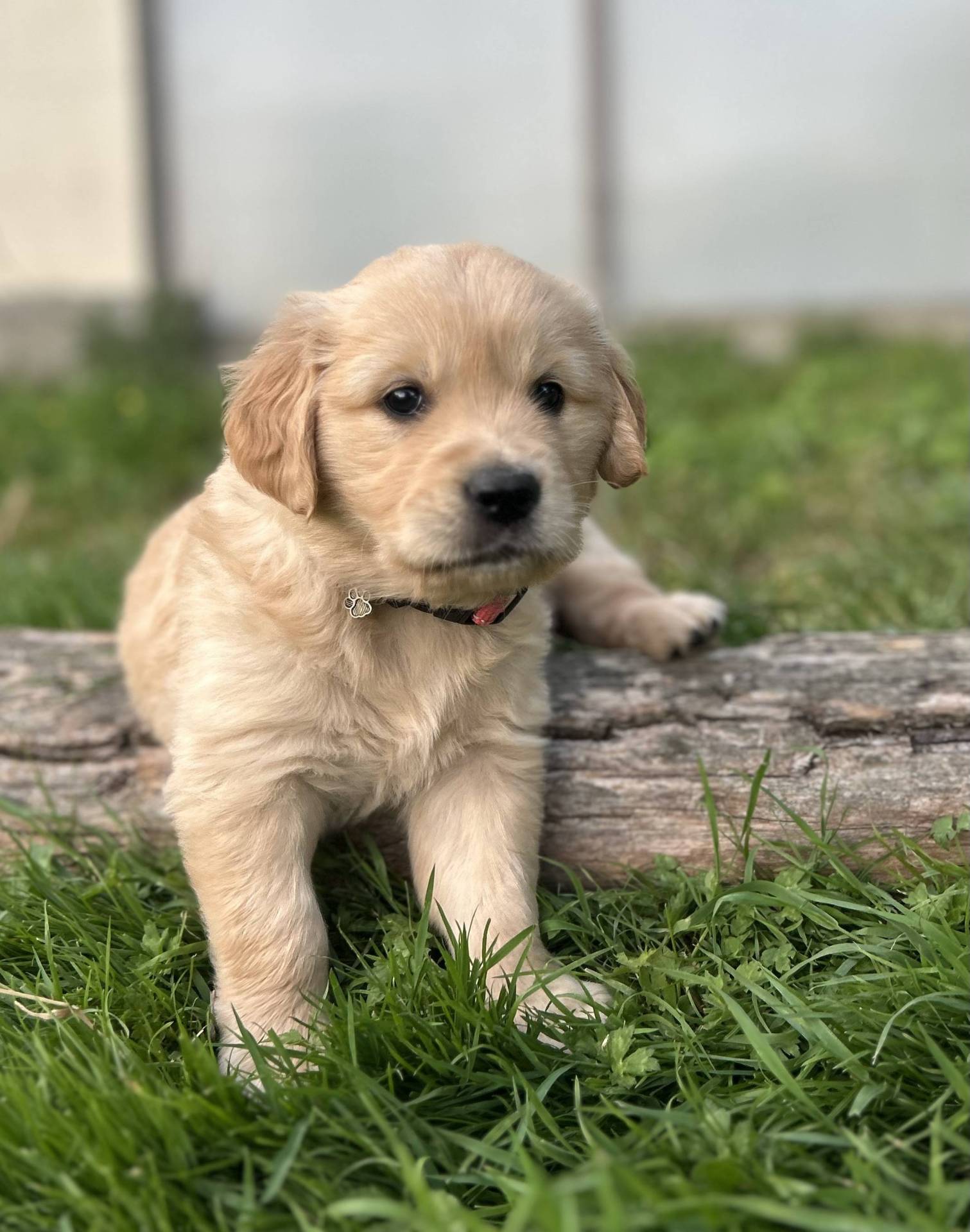 Magnifiques chiots golden Retriever Lof deuxième