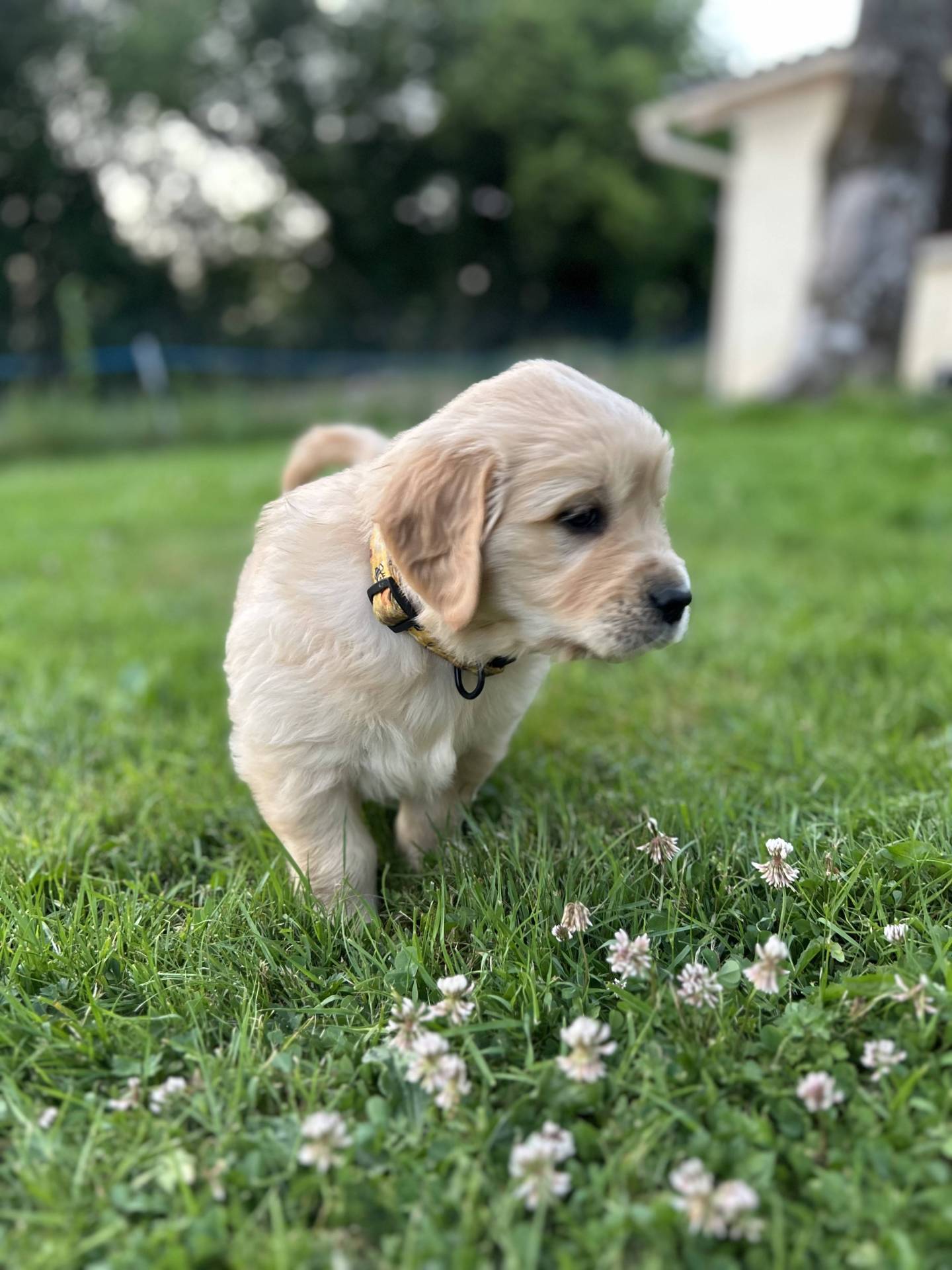 Magnifiques chiots golden Retriever Lof première