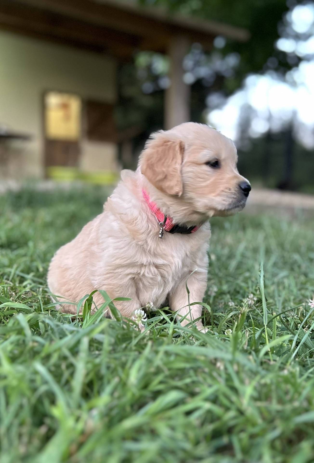Magnifiques chiots golden Retriever Lof deuxième