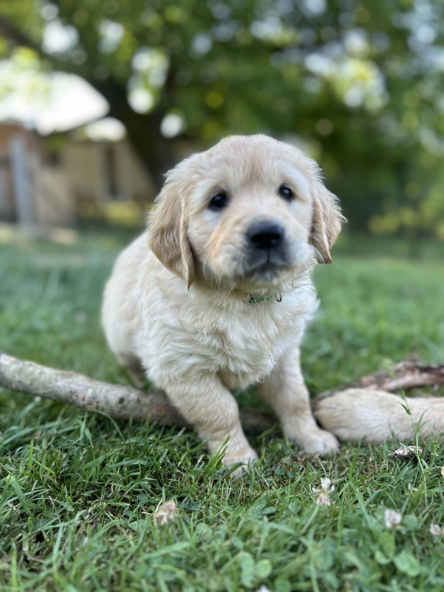 Magnifiques chiots golden Retriever Lof neuvième