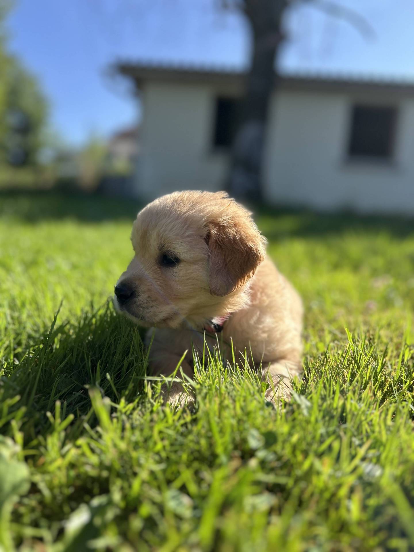 Magnifiques chiots golden Retriever Lof quatrième