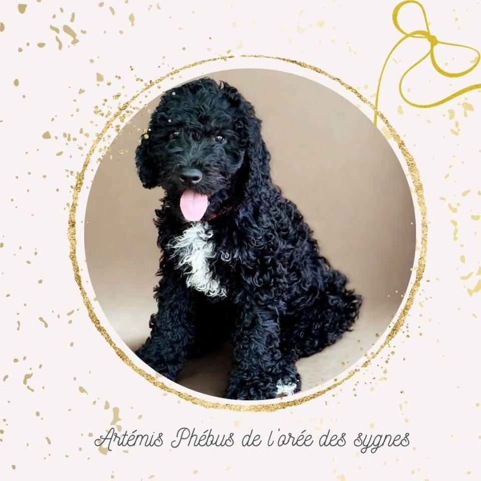 Chiots barbet