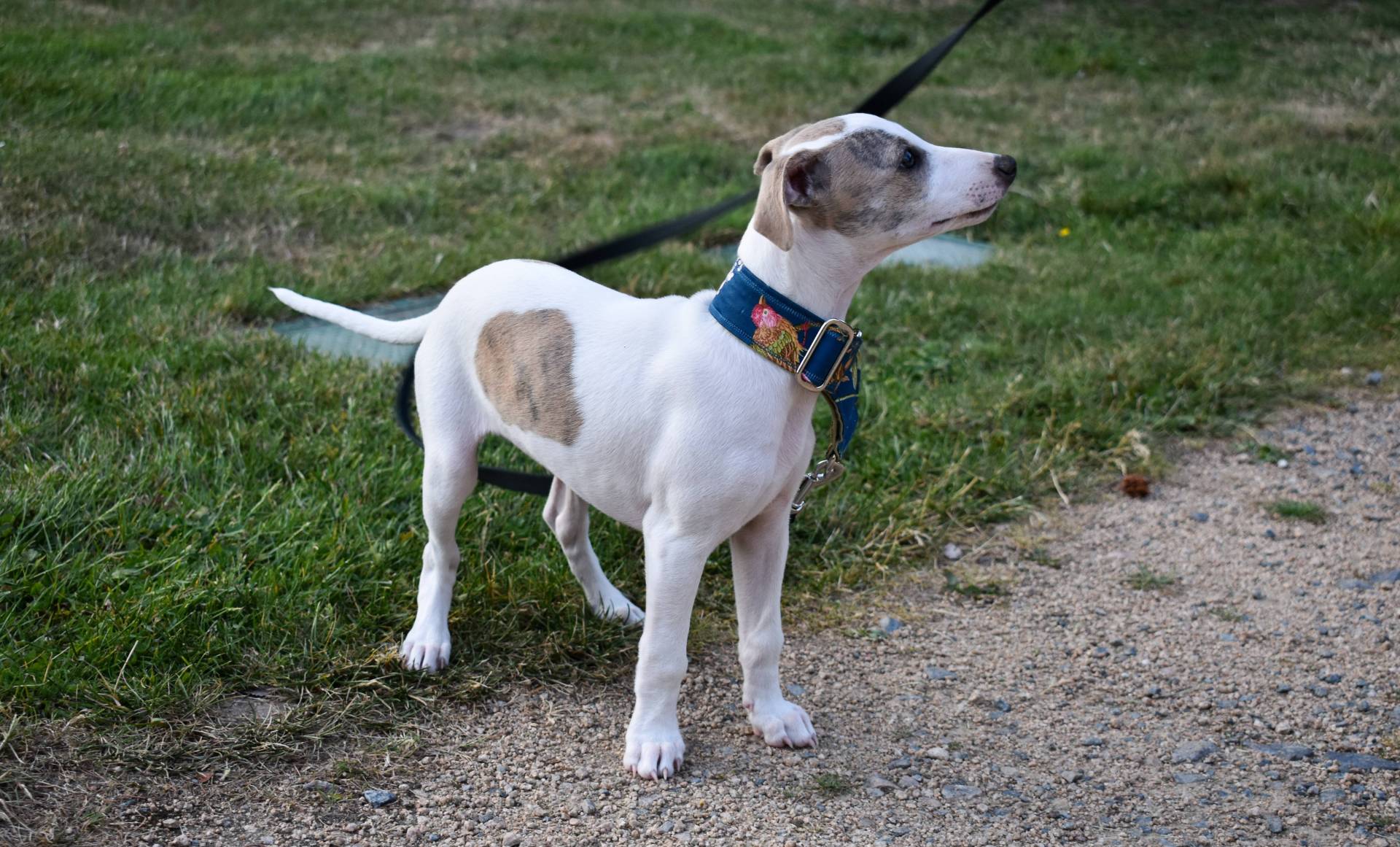 Chiots disponibles  septième