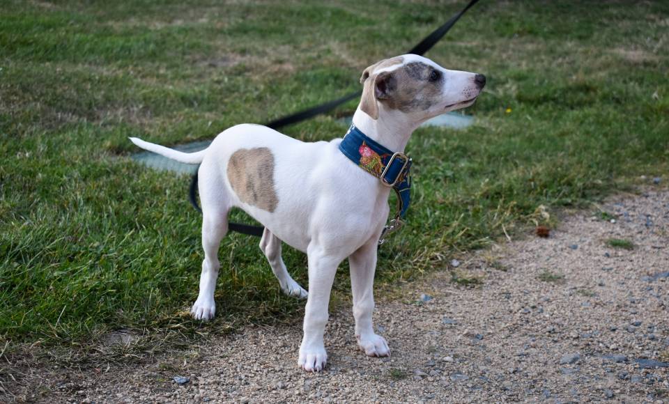 Chiots disponibles 