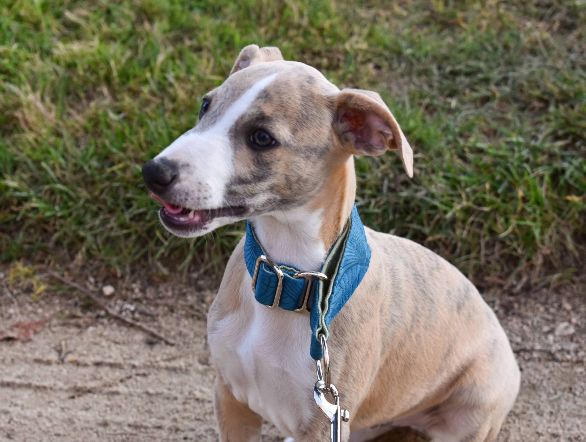 Chiots disponibles  première