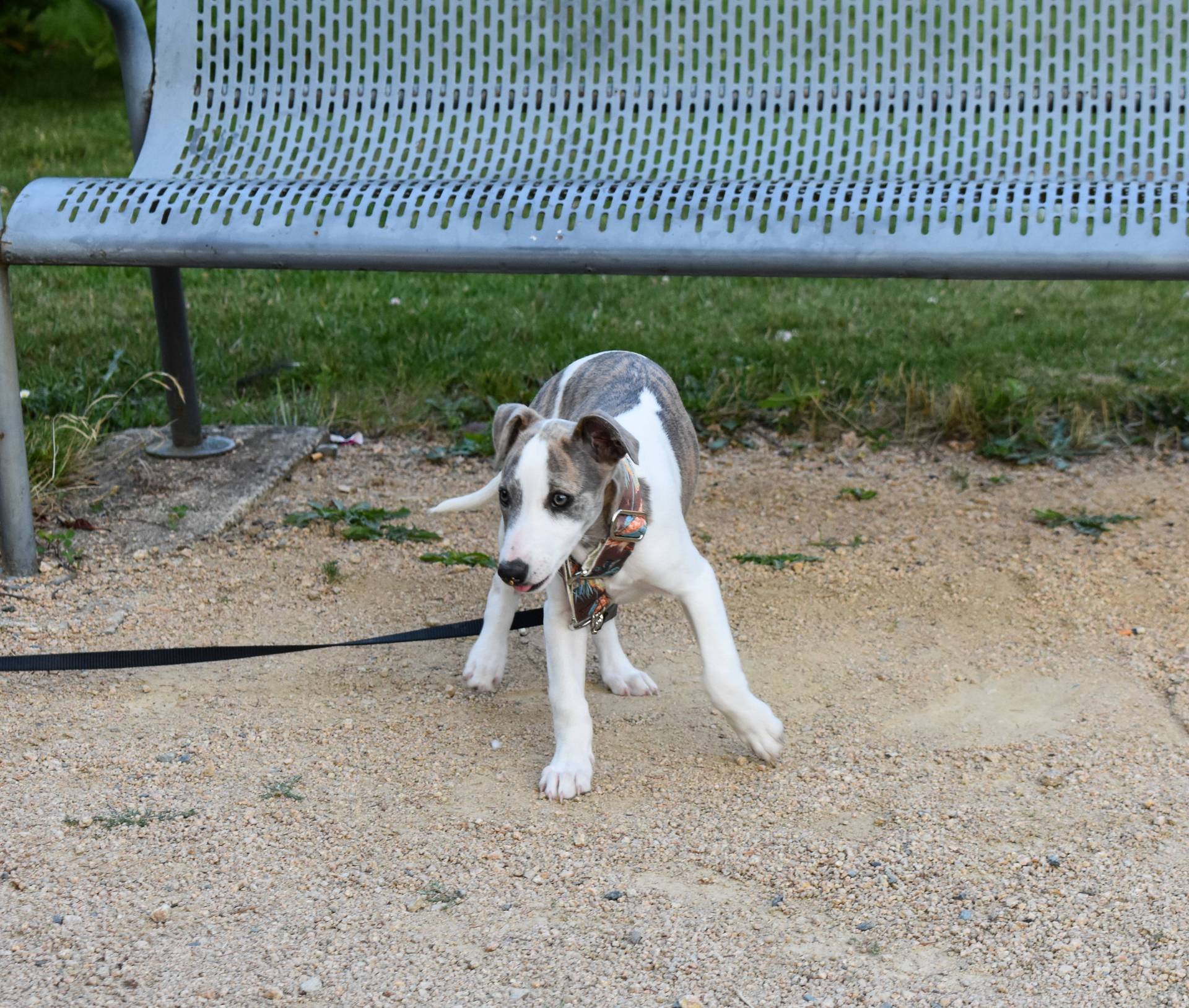 Chiots disponibles  cinquième