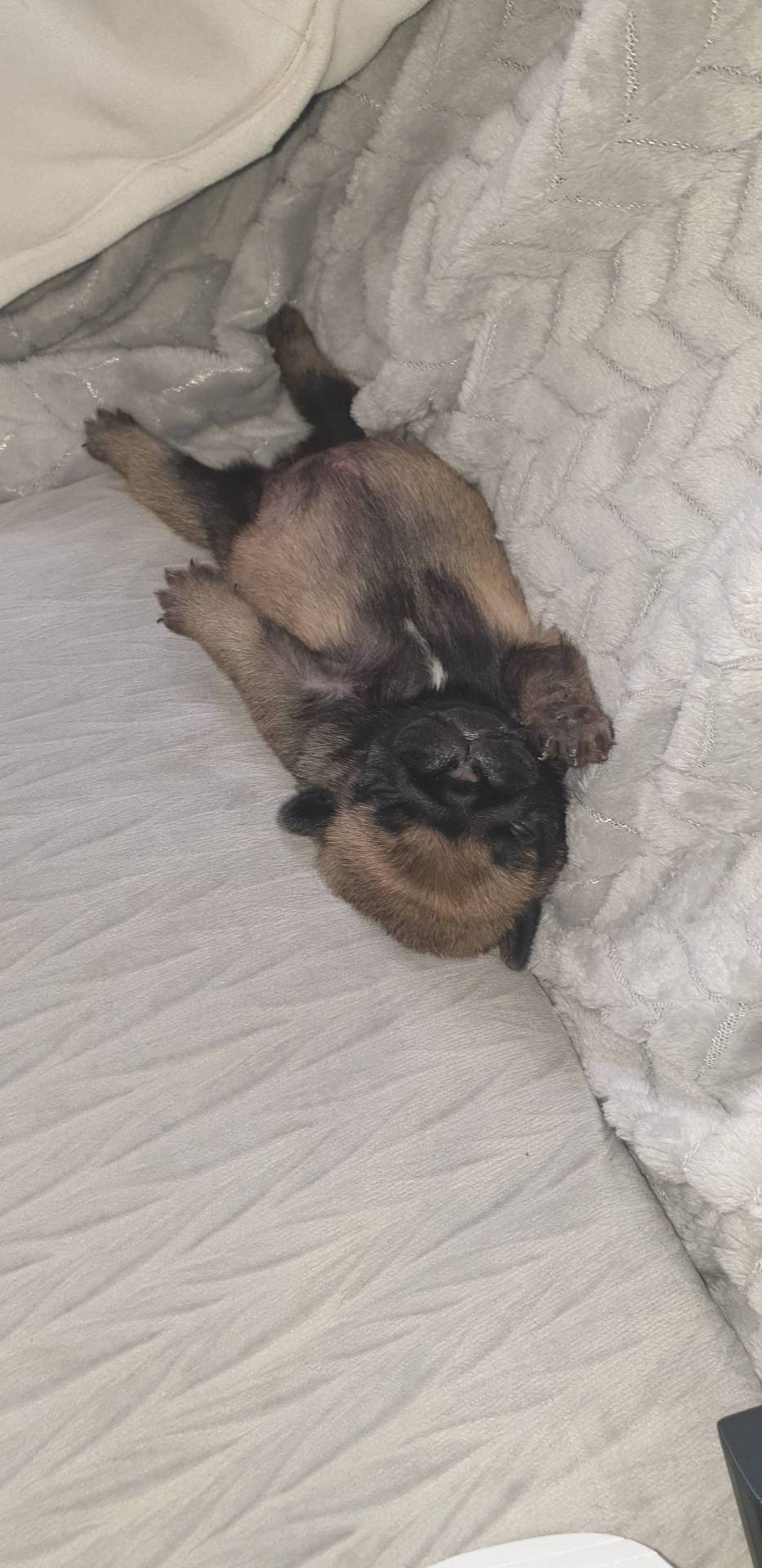 Chiots carlin sixième
