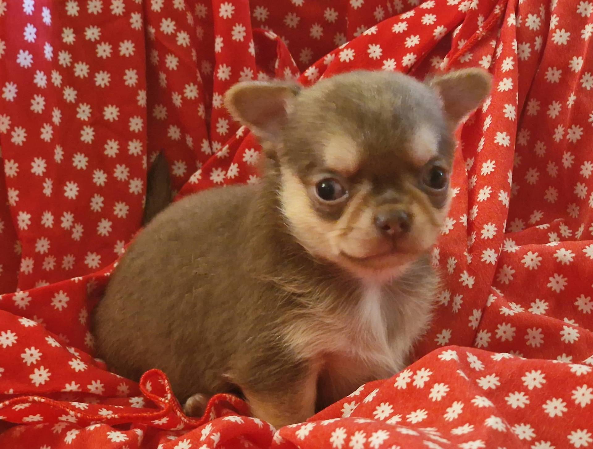Chiots chihuahuas  deuxième