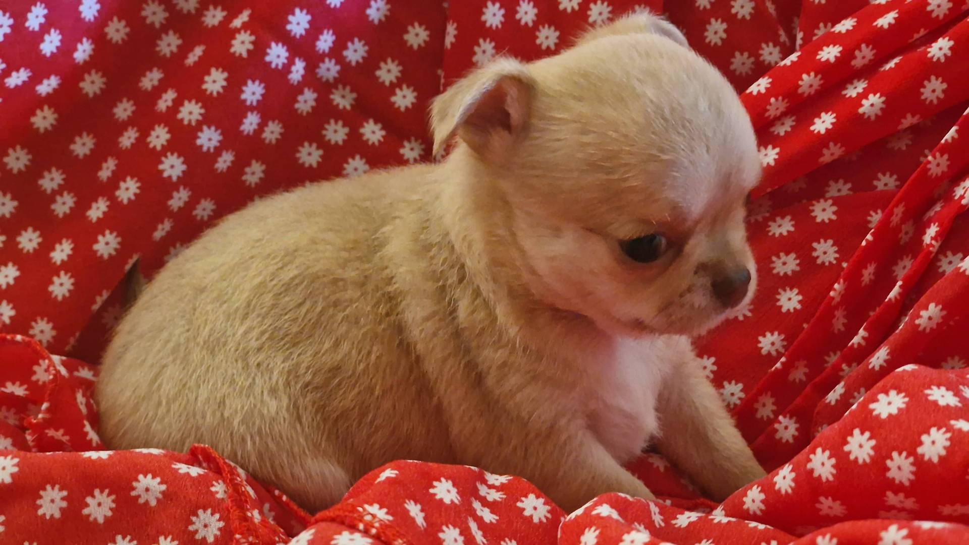 Chiots chihuahuas  deuxième