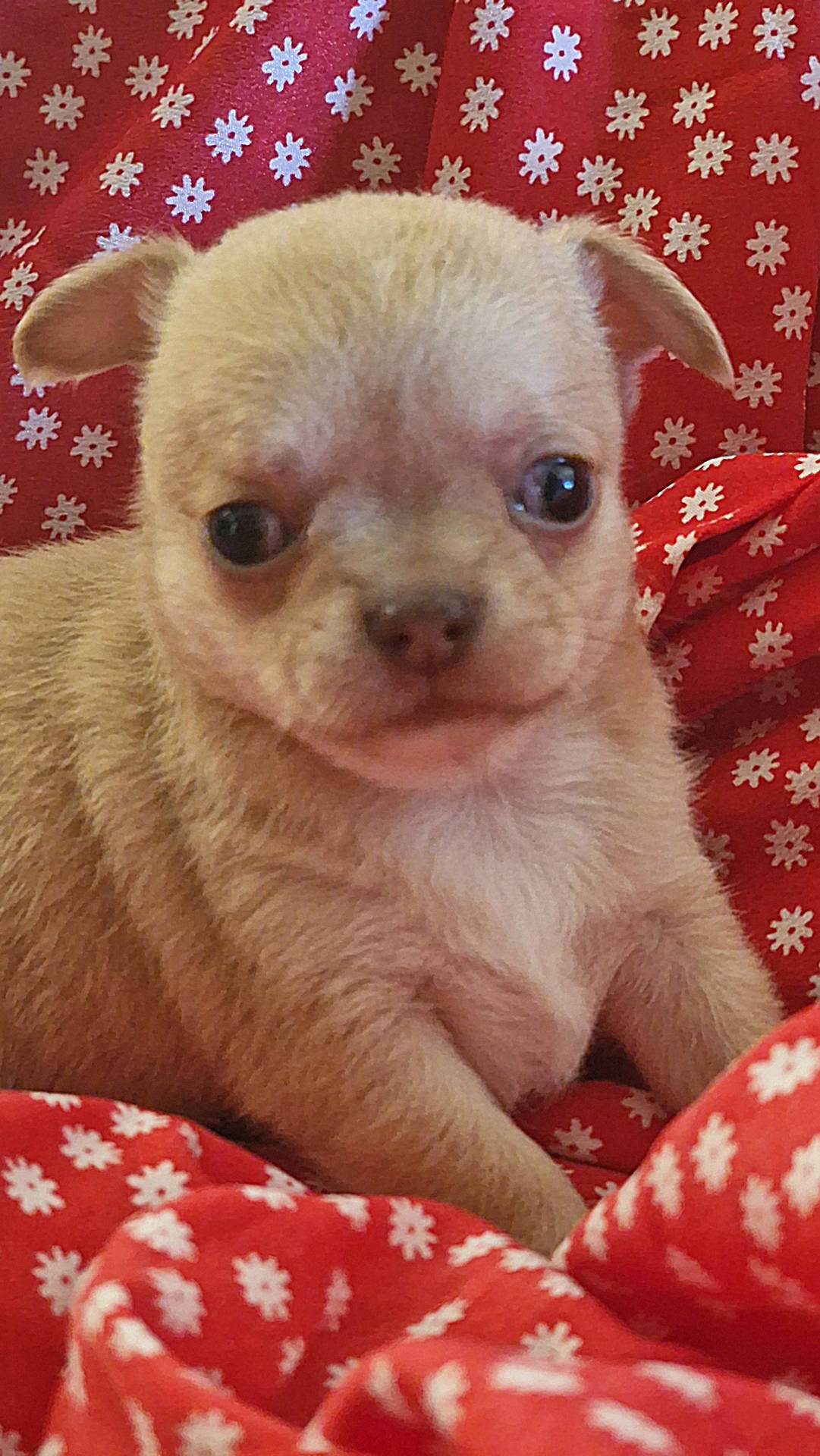Chiots chihuahuas  sixième