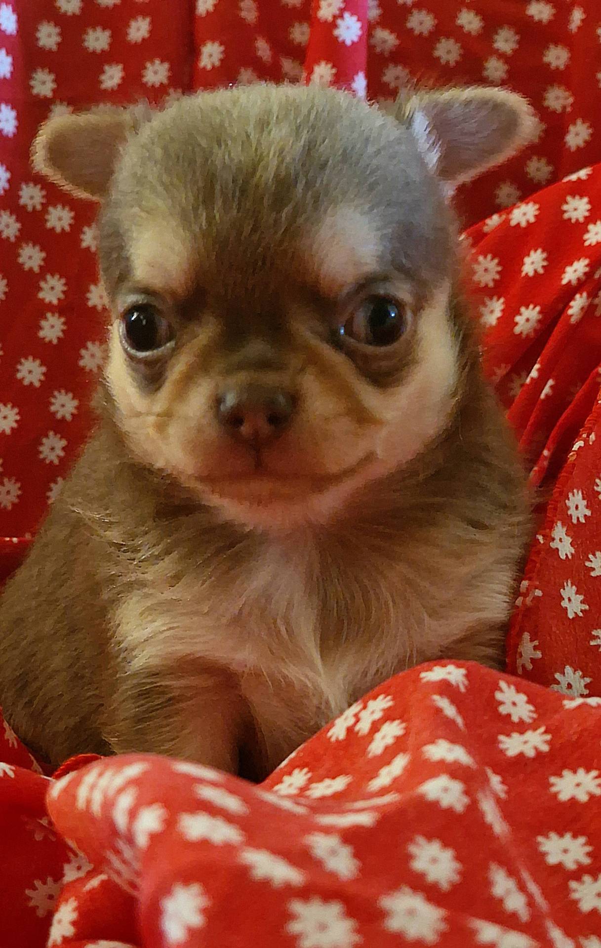 Chiots chihuahuas  quatrième
