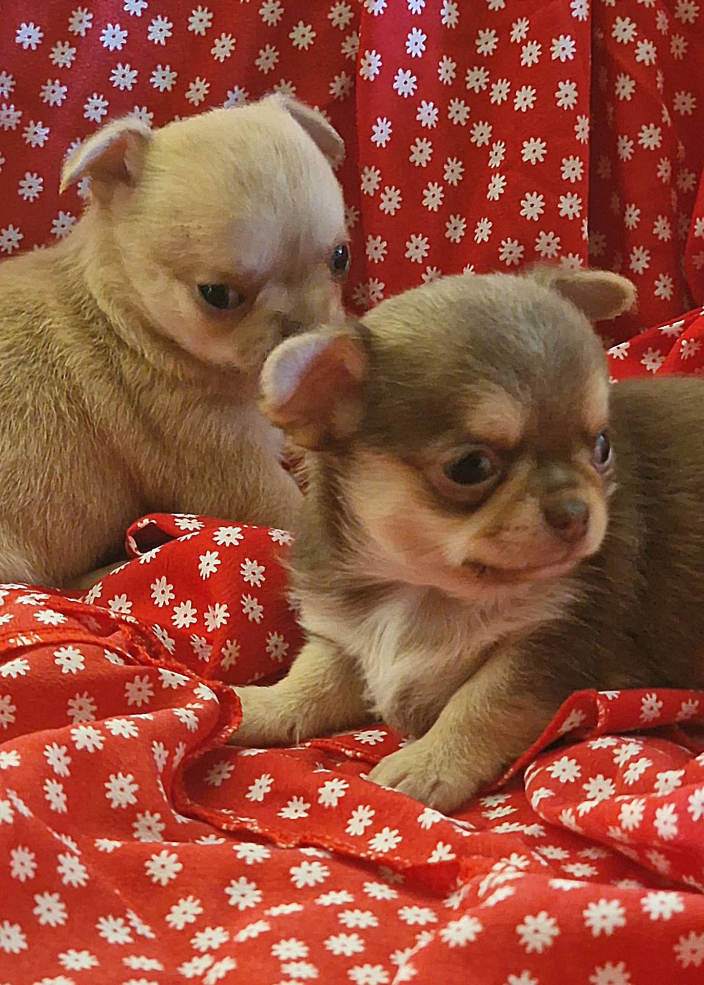 Chiots chihuahuas  deuxième