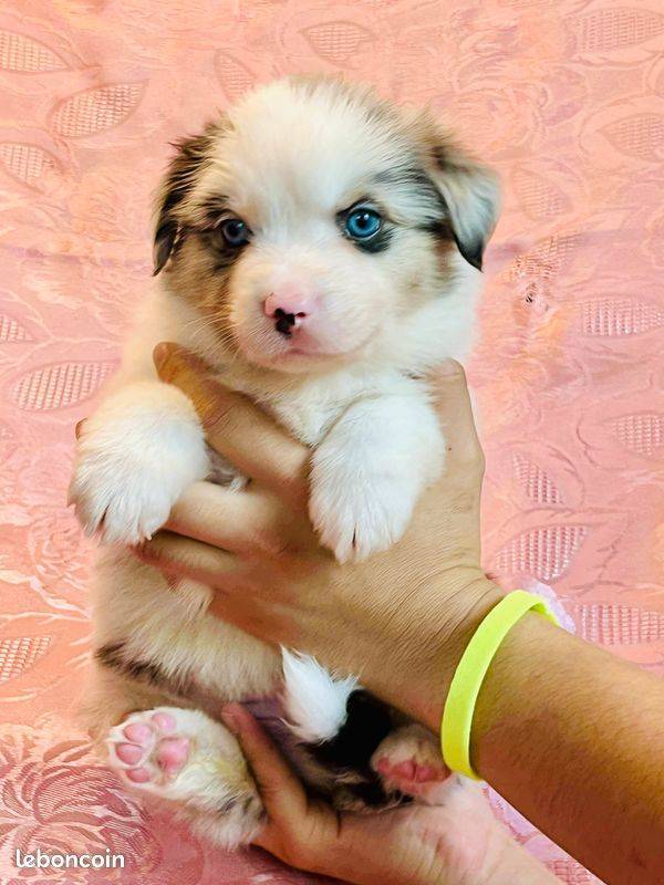 Vends adorables chiots Berger Américain Miniature première