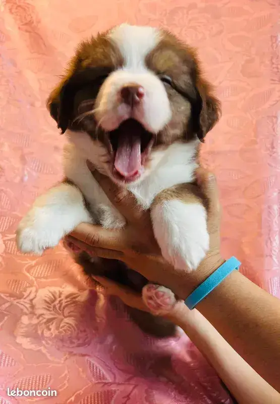 Vends adorables chiots Berger Américain Miniature septième