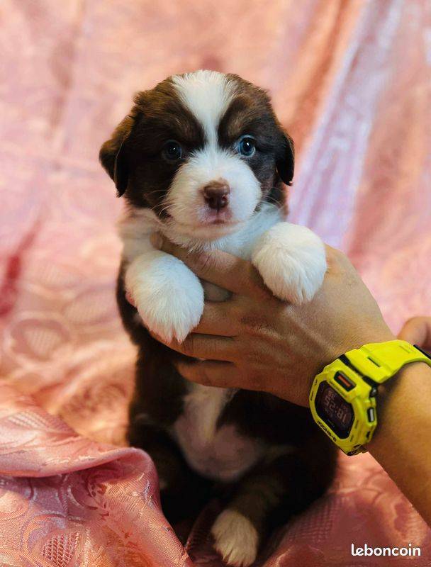 Vends adorables chiots Berger Américain Miniature première