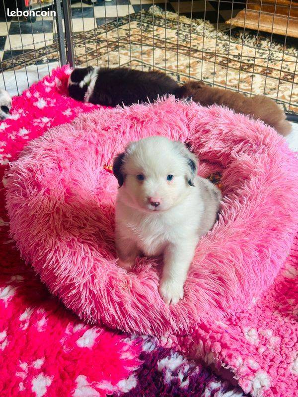 Vends adorables chiots Berger Américain Miniature deuxième