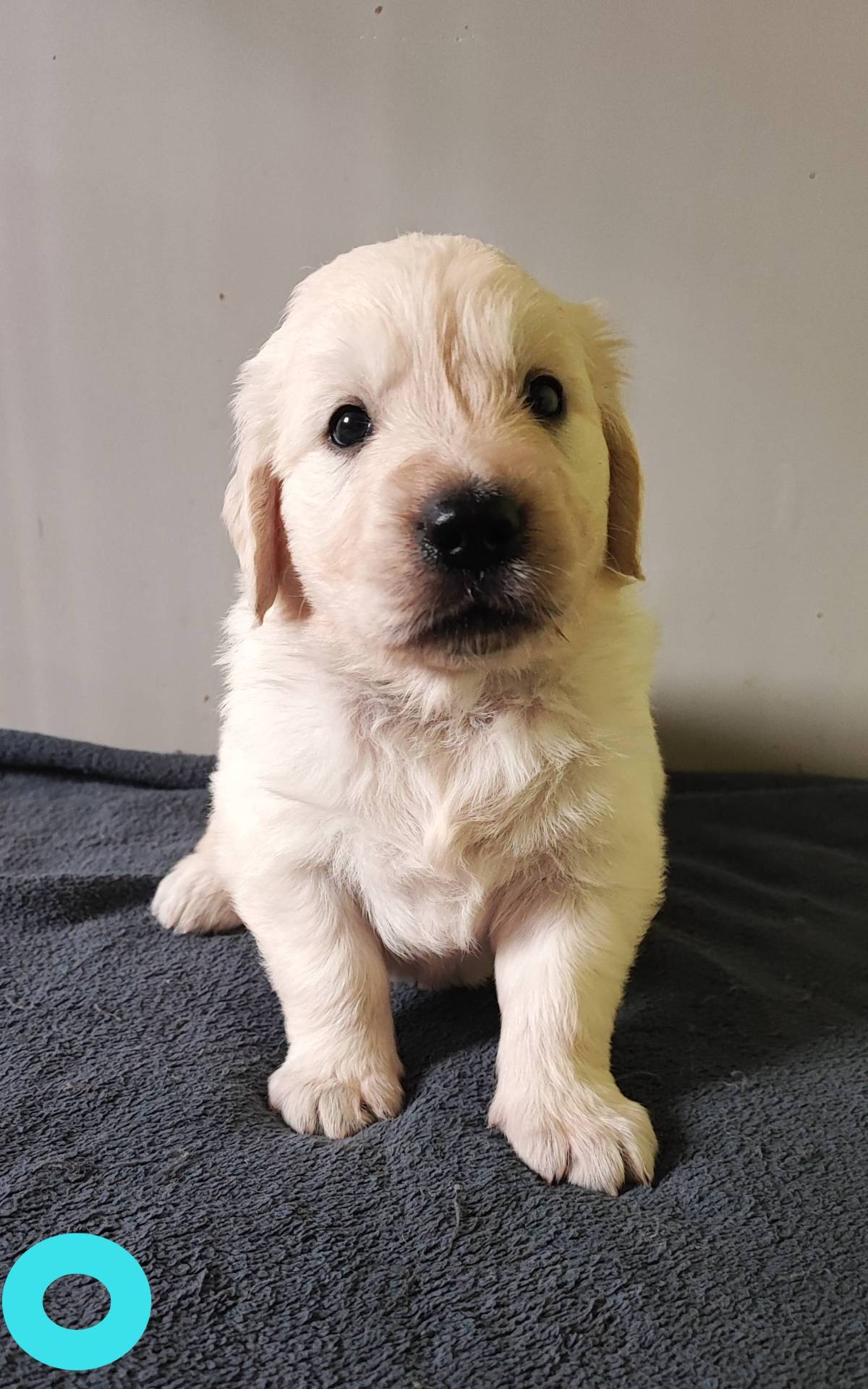 Chiots Golden Retriever  sixième