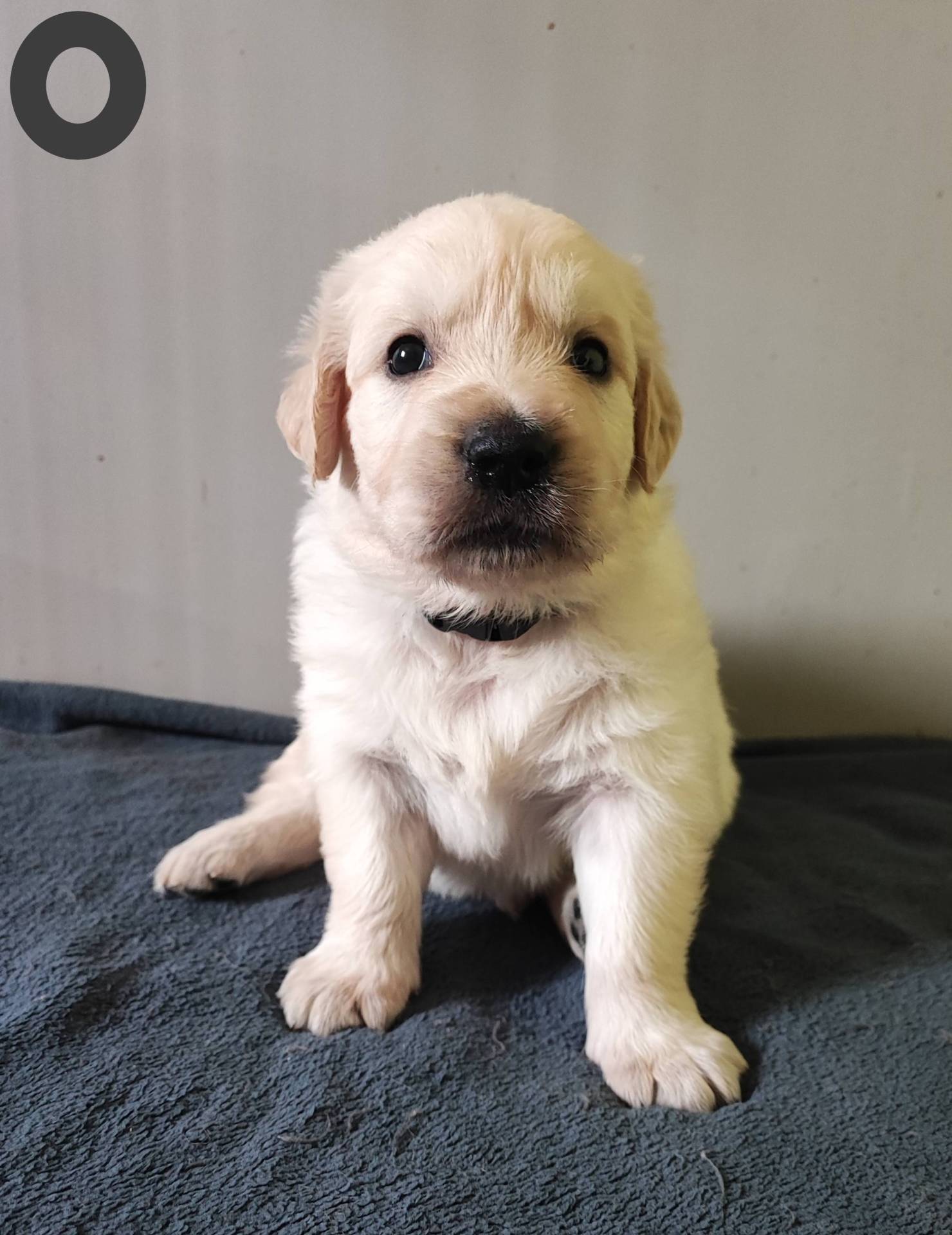 Chiots Golden Retriever  quatrième