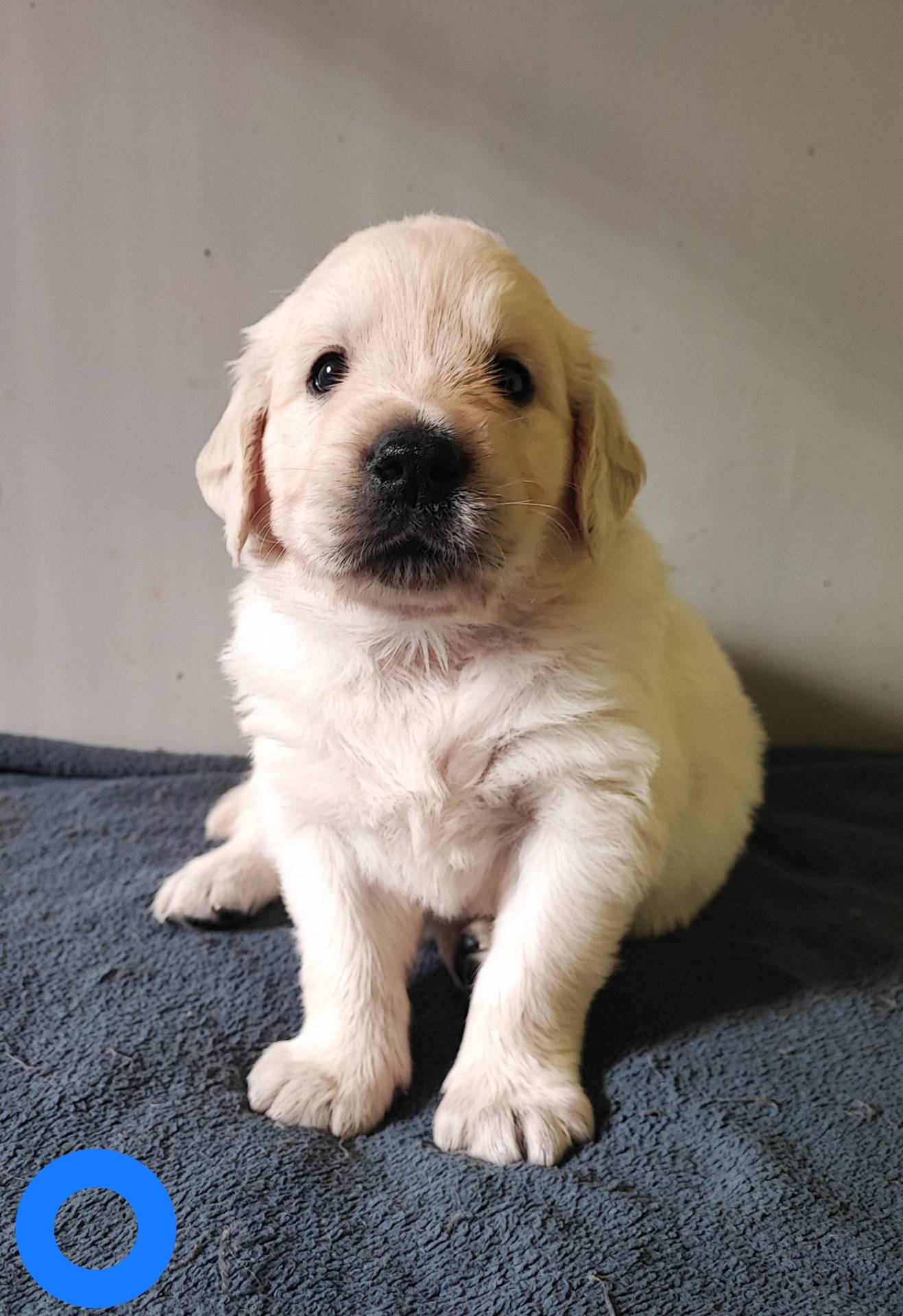 Chiots Golden Retriever  troisième