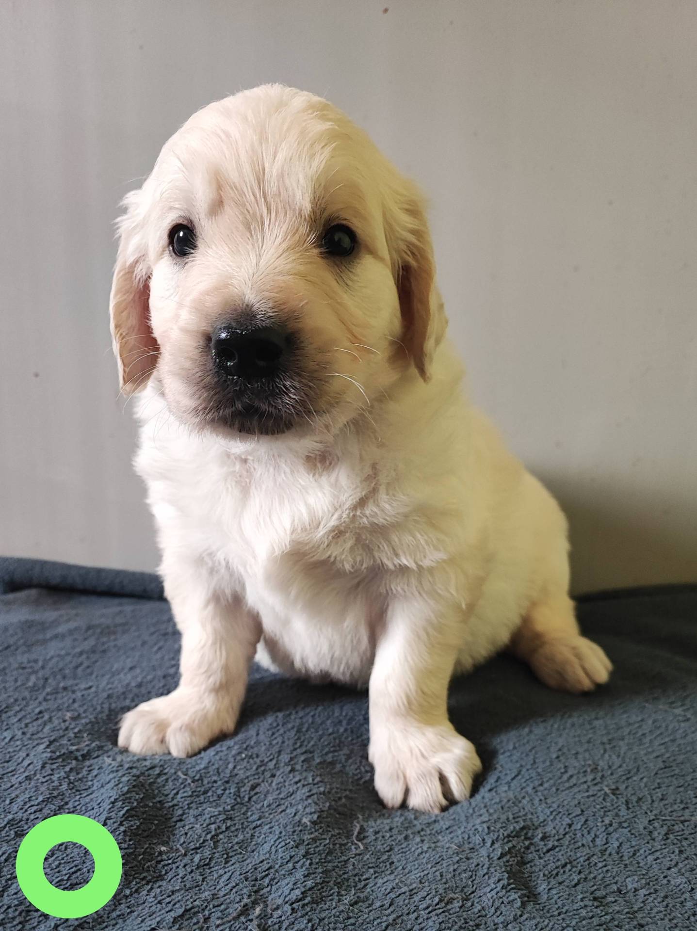 Chiots Golden Retriever  neuvième