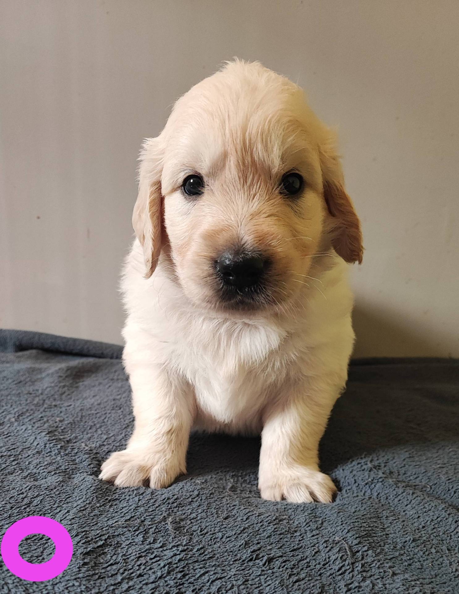 Chiots Golden Retriever  cinquième
