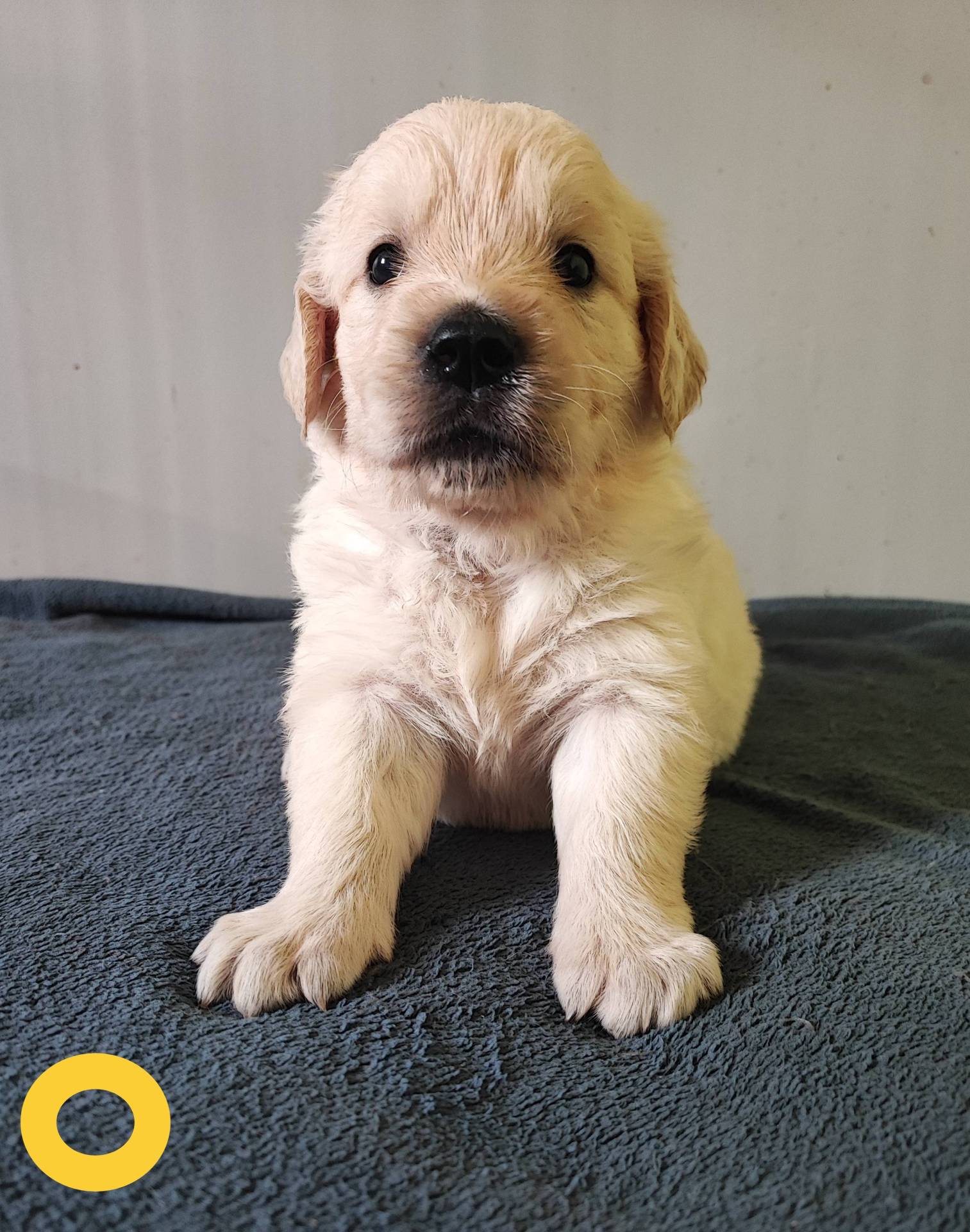 Chiots Golden Retriever  neuvième