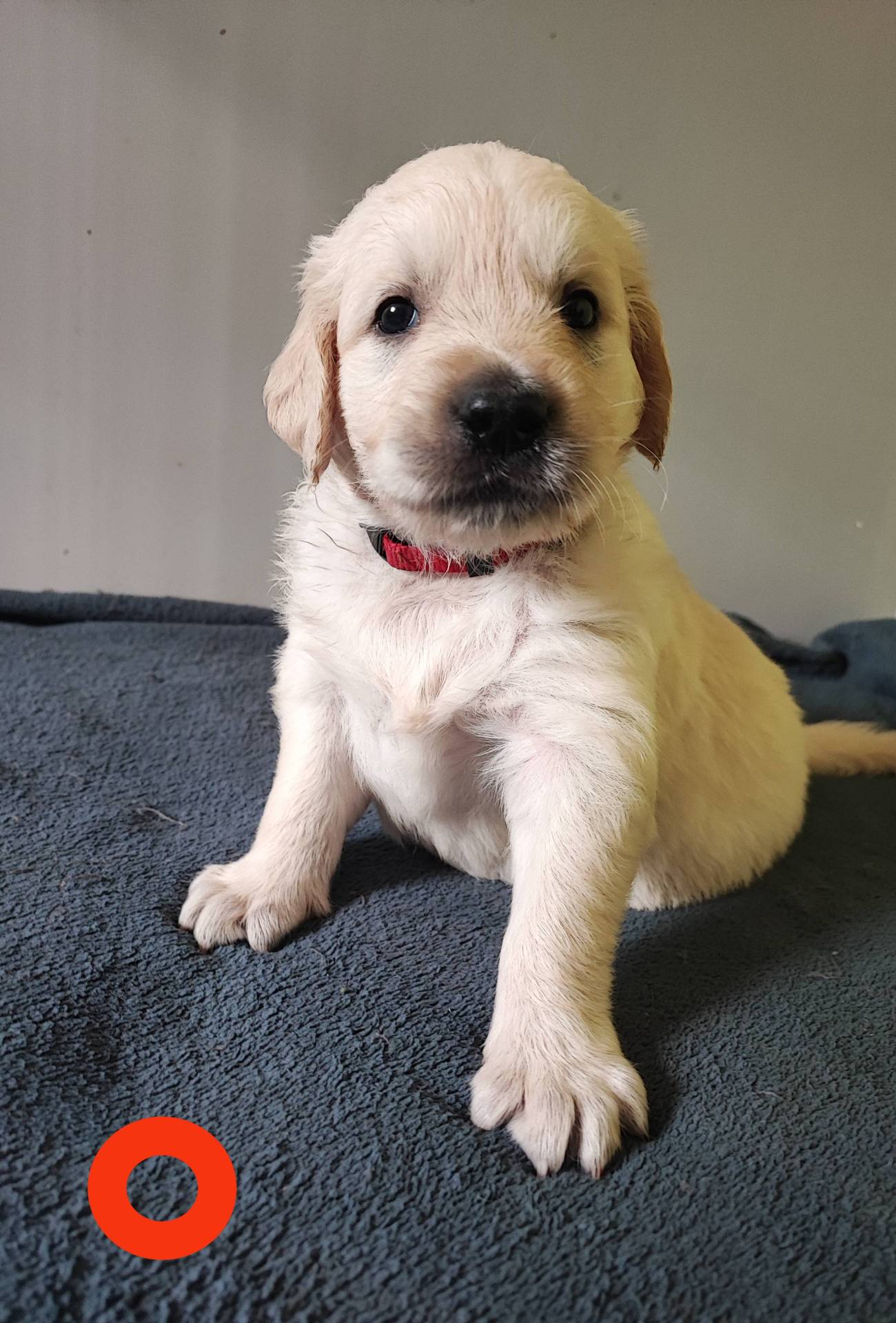 Chiots Golden Retriever  quatrième