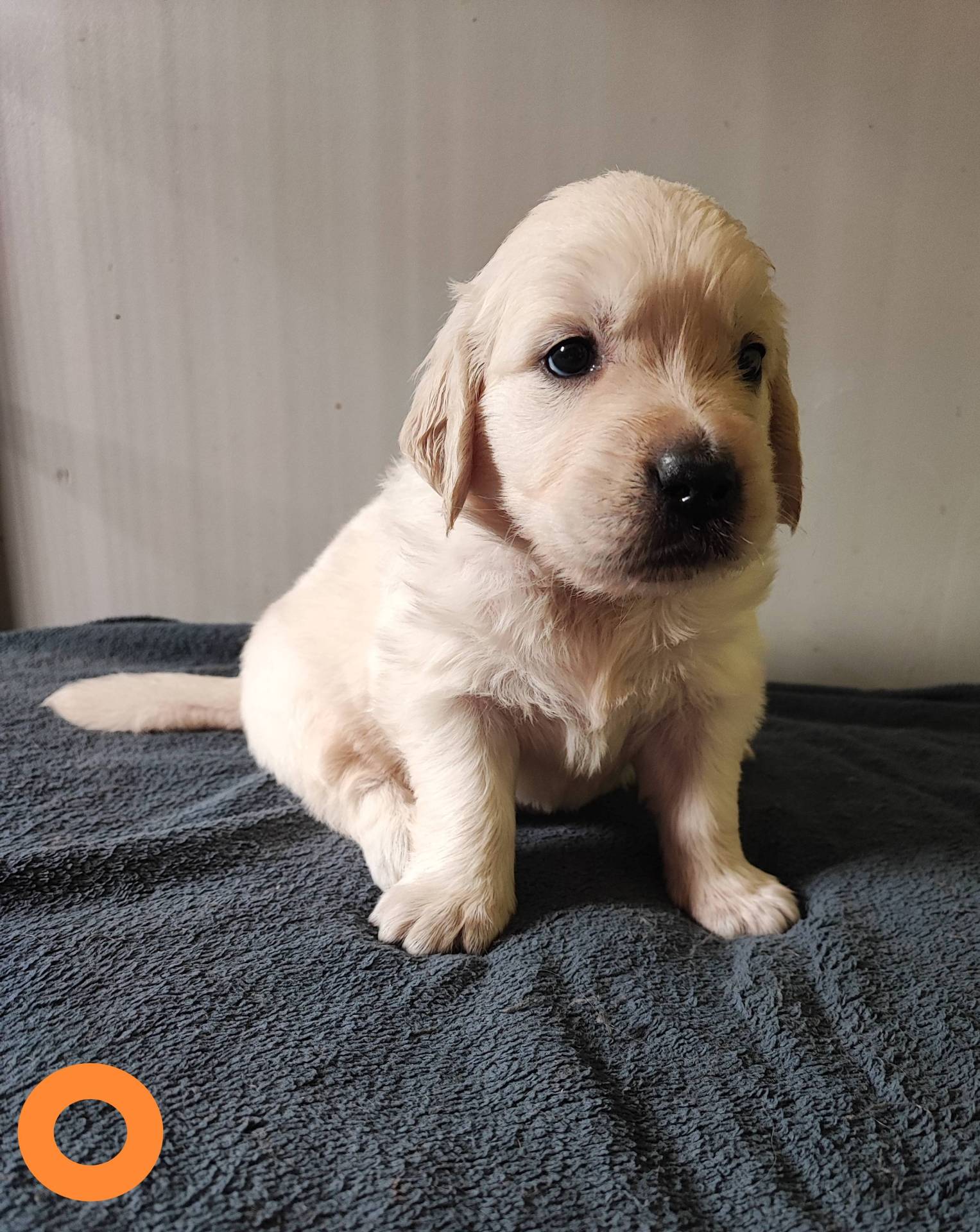 Chiots Golden Retriever  huitième