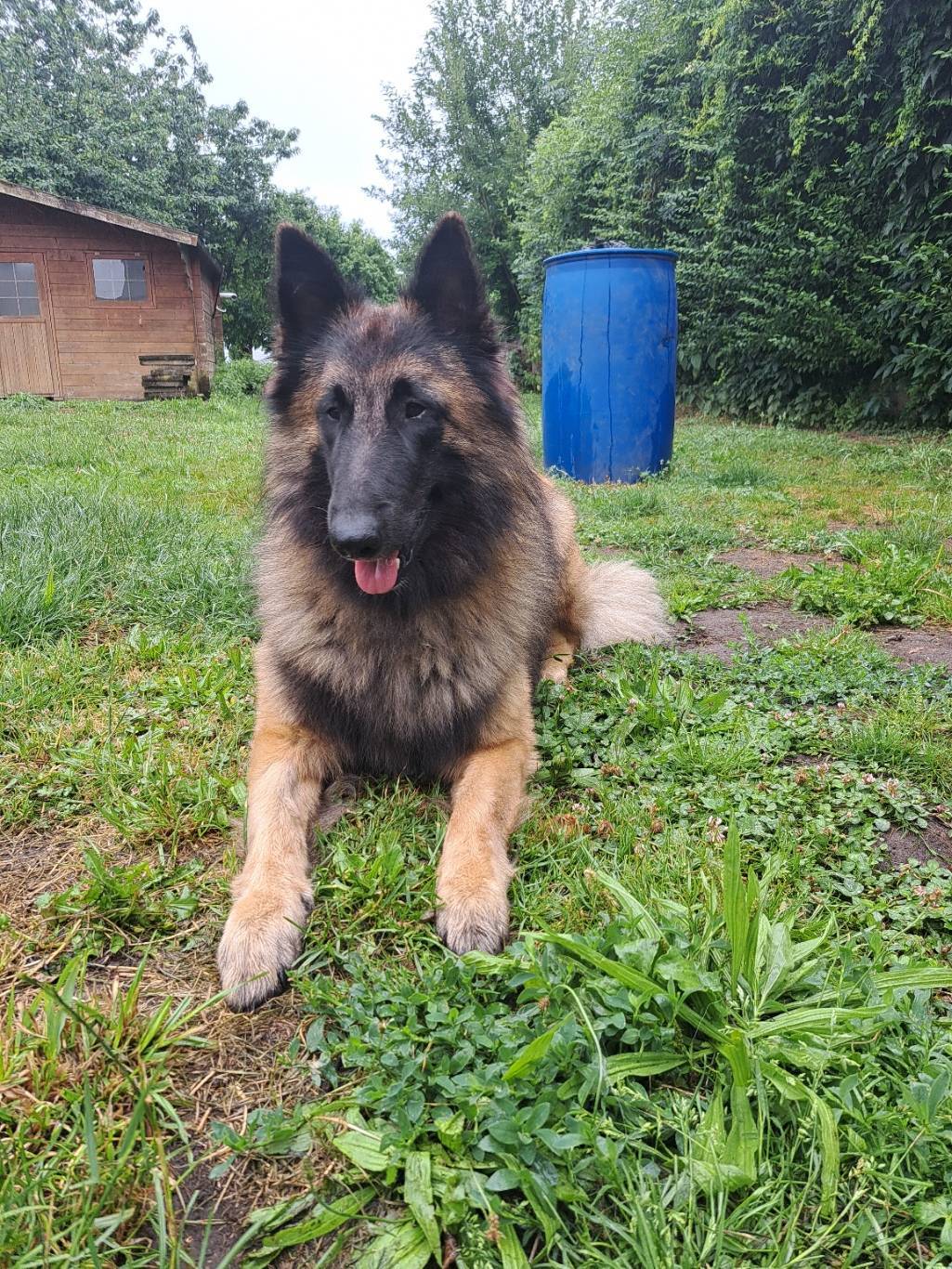 Étalon Tervueren disponible pour saillie  Pedigree F C I septième