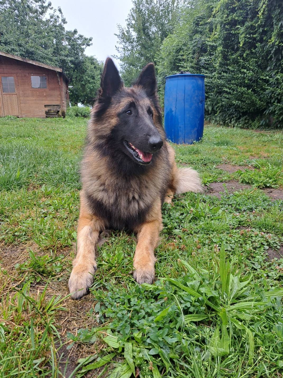  Étalon Tervueren disponible pour saillie  Pedigree F C I sixième