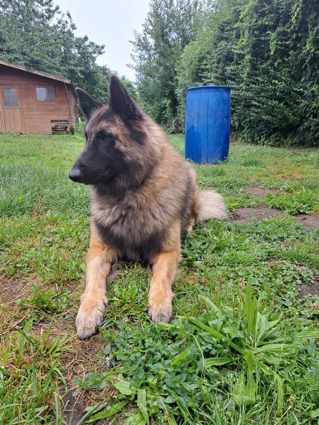  Étalon Tervueren disponible pour saillie  Pedigree F C I cinquième